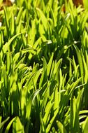 Lawn Leaf Plants Plant