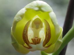 the magic plant