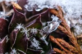 Nature Frost Winter