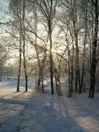 Tree Winter Wood