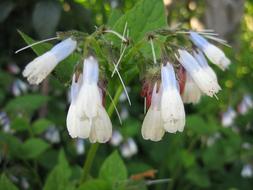 Nature Outdoors Flower