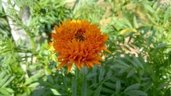 Nature Flora Summer