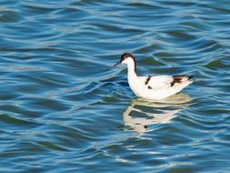 Avocet in the blue river