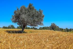 Nature Tree Landscape