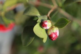 red rose sprouts in the garden