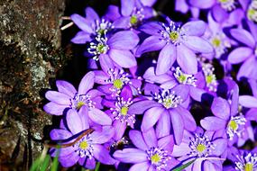 Hepatica Purple Spring
