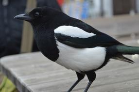 Magpie