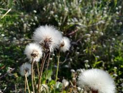 Taraxacum Nature Plant