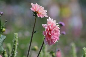 State Garden Show Blossom Bloom