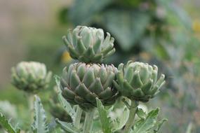 State Garden Show Blossom Bloom