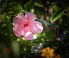 Pink Hibiscus Flower Close Up