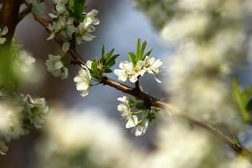 Flower Tree Nature
