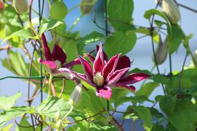 Clematis Boost Creeper