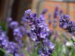 purple beautiful flowers plants