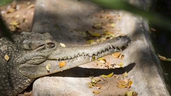 Crocodile Alligator Reptile