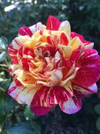 Flower Garden Nature