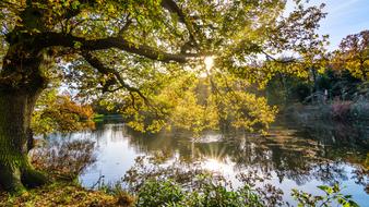a lake with a river and a tree