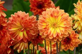 Beautiful Flowers Nature Spring