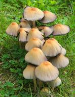 Nature Mushrooms Forest macro blur