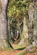 trees are a lot of forest