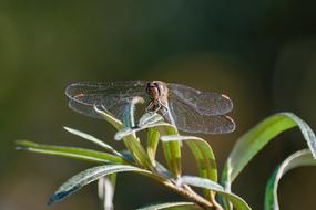 Dragonfly Insect Close Up