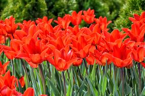 Tulips Red Macro Vivid