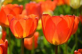 Tulips Red Macro Vivid