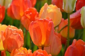 Tulips Red Macro Vivid
