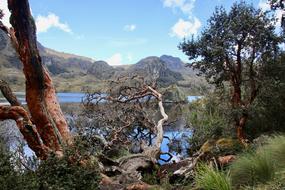 Nature Landscape Tree