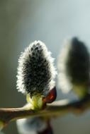 Nature Plant Palm Kitten