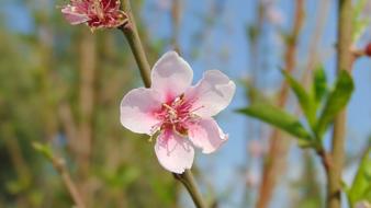 Flower Plant Nature
