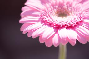 Marguerite Pink Daisy
