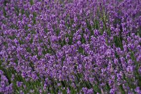 Lavender Field Nature