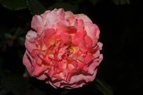 Pink Rose In The Night Black