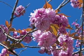Flower Tree Branch