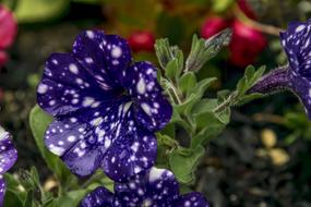 Flower Nature Flora