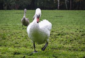 Swan Attack To Protect The Nest He