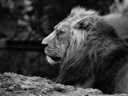 big lion in the zoo