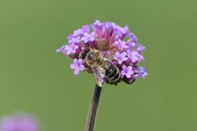 Bee Flower Close Up