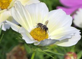 Bee Flower Close Up