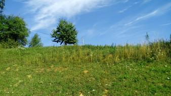 Nature Panoramic Grass
