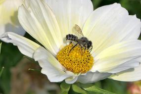 Bee Flower Close Up