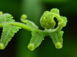Fern Frond Leaf