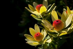 Nature Flower Leaf