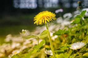yellow flower in the grass a lot