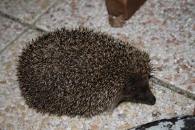 Hedgehog Nature Fauna