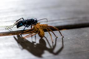 Nature Insect Animal