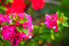 Nature Flower Flora
