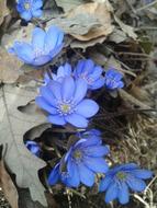 Nature Flora Flower