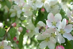 small flowers on a tree